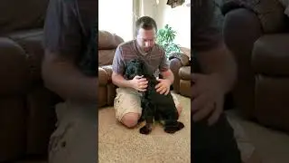 Black F1 Cockapoo | Meet Captain | Hidden Acres Puppies
