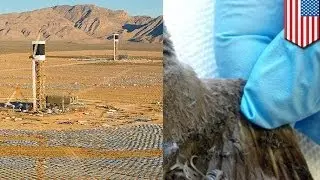 Самая большая в мире солнечная электростанция сжигает птиц в пустыне Мохаве