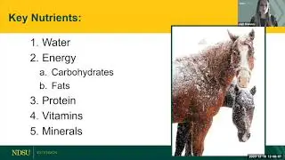 Feeding Hay During Winter Months - Winter Horse Management Webinar Series #1