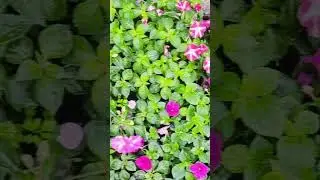 Small flowers Home Garden...#shortvideo #shortsfeed #flowers #trending #trendingshorts