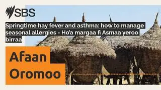 Springtime hay fever and asthma: how to manage seasonal allergies - Ho&rsquo;a margaa fi Asmaa yeroo...