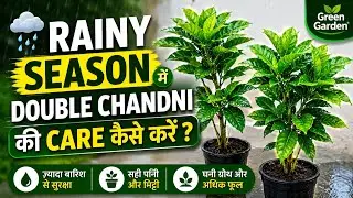 Rainy Season में Double Chandni Flower Plant की Care कैसे करे ? Double Chandni flower plant care.