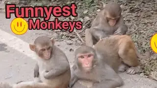 Monkey's funny video # monkey comedy videos funny # monkey laughing video # janemonkey ##dheeraj 