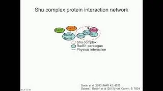 K Bernstein: The Shu complex and the Rad51 paralogs in Rad51 presynaptic assembly.