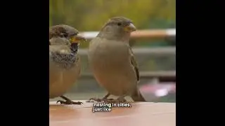 Urban Sparrow Secrets Revealed