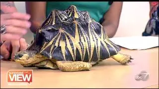 Hidden Exotics of Florida