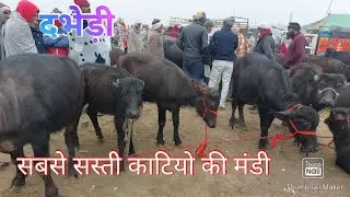 Dabhedi Pashu Mandi | Katiya | Paadi Mela  | Murra Buffalo | Haryana Katri | Jhota Race | Up Pashu