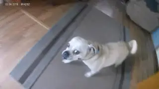 A pug sniffing my new camera, he is a mixed pug but he is cool.