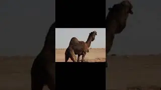وقت إكرام الفحول بداية اغسطس من 8/1الى بداية الموسم10/16