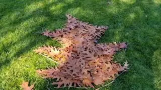 Land Art   Fall Leaves