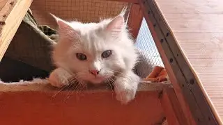Cats And The Catio : A Lovely Winter Day  🐾🐱☀️