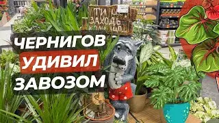 Чернигов УДИВИЛ завозом!