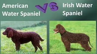 American Water Spaniel VS Irish Water Spaniel - Breed Comparison