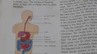 CLASS 4 SCIENCE CHAPTER 1 FOOD AND DIGESTION.