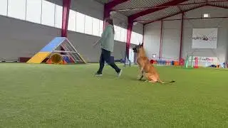 Let's play obedience