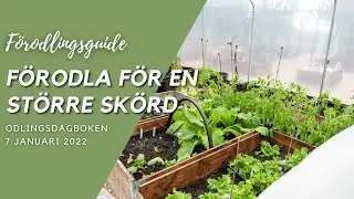 Förodla tidigt för en större skörd - Odlingsdagboken 2021-01-07