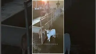 Friendliest Cows Ever 🐄 So Gentle & Happy #cow #fun #life #cute #now #joy #vid #fam #home #lol