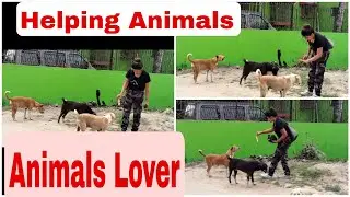 Social Work For Animals|Be Kind To Animals |#helpingvedio#multiplesangi 