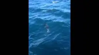 Dolphins of Istrian Adria Coast