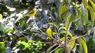 Casal de bentevizinhos de asa ferrug&iacute;nea