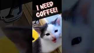 One determined kitten &mdash; &ldquo;I NEED COFFEE&rdquo;  #shorts #kitten academy