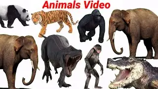 Animals Video | Learn Animals Name Cow, Hippo, Dog, Tiger, Cat | Animals Education Video| Cow Sounds
