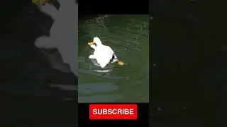 🦆Duck Meeting🦆 #duck #shorts #meeting #ritual #breeding #intimacy