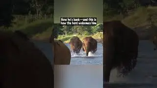 After 14 Months Away, He Called the Elephants. Their Reaction? Priceless