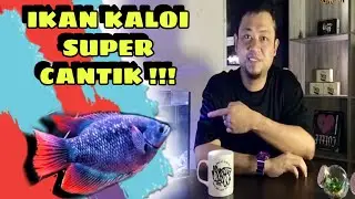UNBOXING IKAN KALOI EKOR MERAH SABAH, MALAYSIA & INDONESIA | GIANT GOURAMI