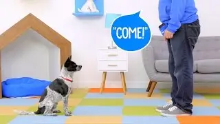 How to Train Your Dog to Come When Called | Chewy