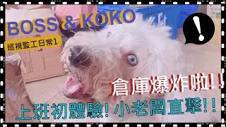 古代牧羊犬/寵物古牧犬小老闆配貨監工的一天