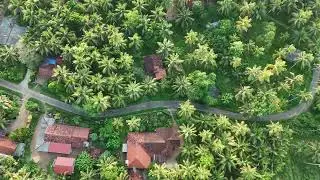 Calming Bird's-Eye Nature Scenes in Sri Lanka for Ultimate Relaxation