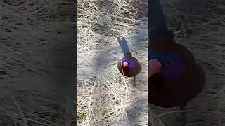 Common grenadier hunting insects | Aviary Birds