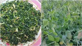 মটর শাক রান্নার রেসিপি||motor shak recipe || bangali style recipe
