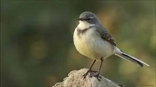 Cape Wagtail singing