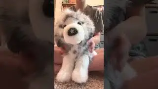 Моя новая essa уже в пути! \\ #essa #emotionalsupportstuffedanimal #douglasdog #essagear