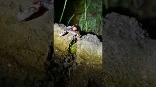 Phrynomantis affinis crawling