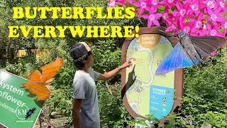 ONE OF BEST BUTTERFLY GARDENS IN SOUTH FLORIDA   GUMBO LIMBO NATURE CENTER   BUTTERFLIES EVERYWHERE!