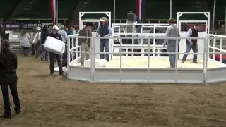 NWSS - Angus Bull ROV Show