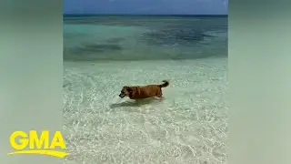 Meet the blind, deaf dog who acts as a 'host' for this Turks and Caicos Airbnb | GMA