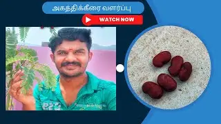 அகத்திக்கீரை விதையிலிருந்து வளர்ப்பது எப்படி? Agathikeerai(Vegetable Hummingbird) Valarpathu Eppadi?
