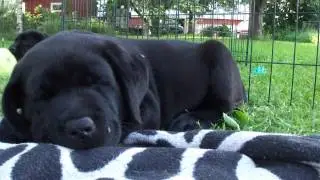 labradorinnoutajan pentuja