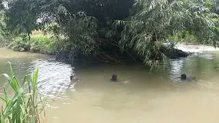 Warga sedang masang jaring dikejer hatu air