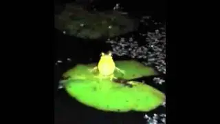 Ranas cantando en el estanque