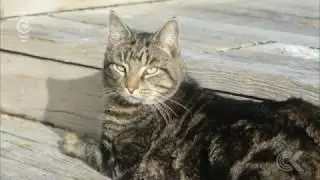 Cat had two homes, two owners