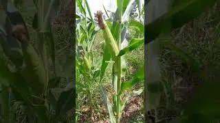 Maize Farming In Ghana #maizefarming #agriculture #maizetrading #farmvlog #agribusiness #ashcotv