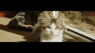 Meet Bandit: The Door-Opening Cat Houdini! 🐾✨