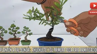 De Plant&oacute;n a Pre-Bons&aacute;i: Ahuehuete y su Primera Poda para Ramificaci&oacute;n