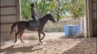 SIR ISSAC NEWTON (Pace/Trot), Adoptable Standardbred Gelding, New Vocations