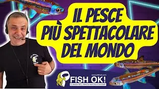 🌈🐟 Il Pesce pi&ugrave; Spettacolare del Mondo